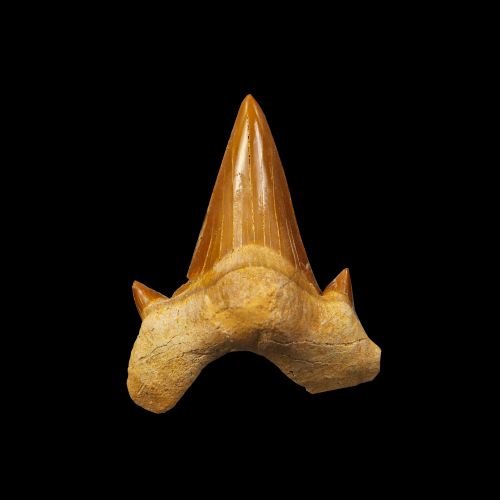 Shark Tooth