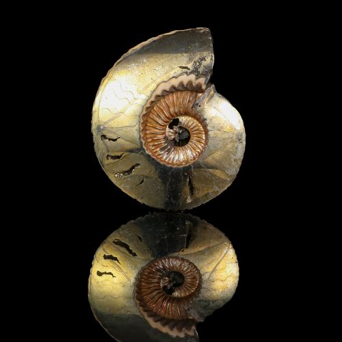 Ammonite